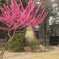 郑眼看未来头像