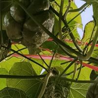 骑个大白去月球头像