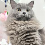 七只猫猫子头像