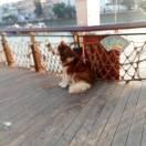 cookie_的个人资料头像