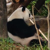 梦想在空中飞翔头像