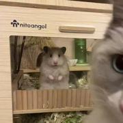 一顿要炫一碗饭的个人资料头像