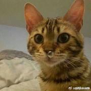 提灯笼的妖的个人资料头像