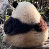 魔人Buu精灵头像