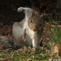 紫气东来55859371头像