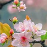 无忧的生活家RX头像