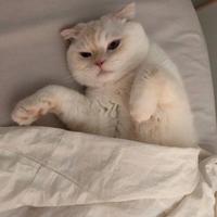 mq骑鱼过海的猫头像