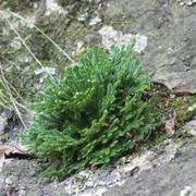 卷柏的个人资料头像