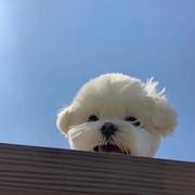 贼讨厌取名字的个人资料头像