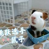 爱豚鼠的荷兰猪头像