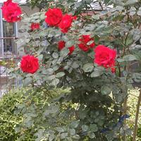 星宸在等你头像