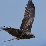 飞翔的小小乌头像