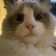 可笑12138的个人资料头像
