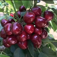 快乐人生4517头像