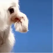 我们一起种柚子的个人资料头像