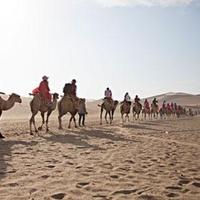 喝水中的骆驼头像