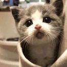 yinwl的个人资料头像