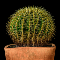 番茄3306940354806573头像