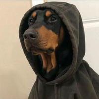 啥时候开奥迪呢头像