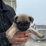 特涩拉头像