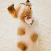 qawaerq的个人资料头像