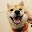 SteveDon的个人资料头像