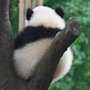 没事学啥Java的个人资料头像