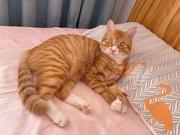 qinqinzhang的个人资料头像