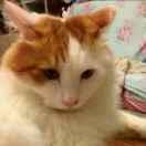 ovo的个人资料头像