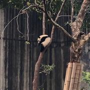 panda_bro的个人资料头像