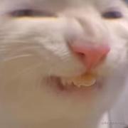 罗德侯君的个人资料头像