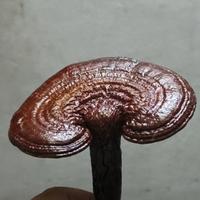 率真原野PxK头像