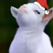 阿姆斯特朗回旋毛豆的个人资料头像