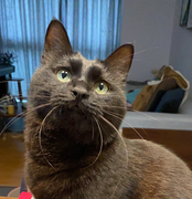 小咪小乖饲养员的个人资料头像