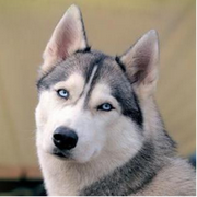 费尽的个人资料头像