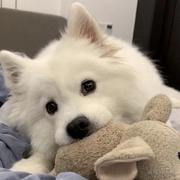 小莫moom的个人资料头像