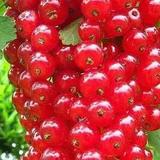 爱在春秋944头像