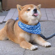 景十二的个人资料头像