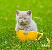 用户9704561230759的个人资料头像