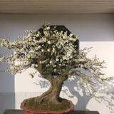 小刀123456a头像