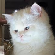 用户8884342536796的个人资料头像