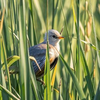 在峪里探仙境头像