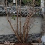 AA似是故人来888头像