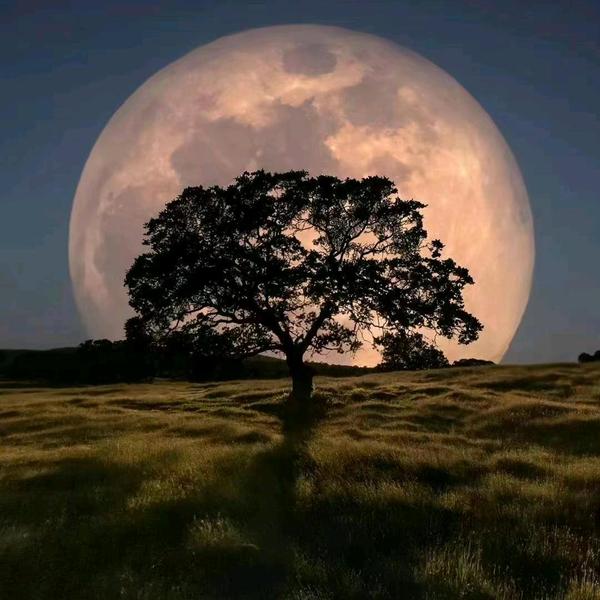 梦幻百灵鸟xd头像