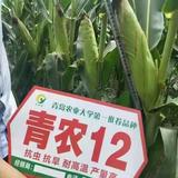 黎明19953头像