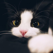 小丁猫的个人资料头像