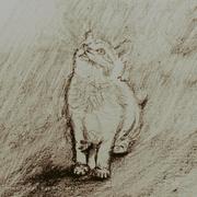 摘叶飞镖的个人资料头像