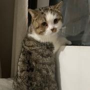 goldminer的个人资料头像