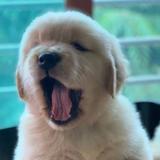 吖吖丫丫一路飘飘飘头像