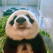 fade411的个人资料头像